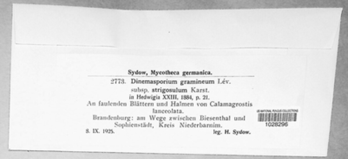 Phomatosporaceae image